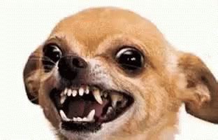 Chihuahua Angry GIF - Chihuahua Angry Triggered - Discover & Share GIFs