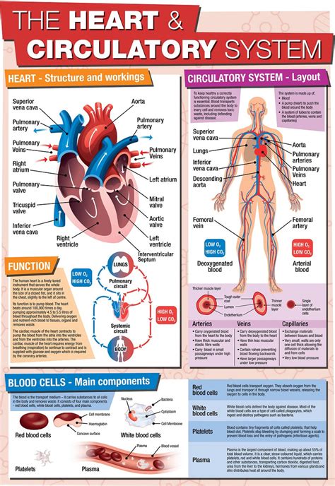 GCSE Science Heart & Circulatory System - A2 Poster – Tiger Moon