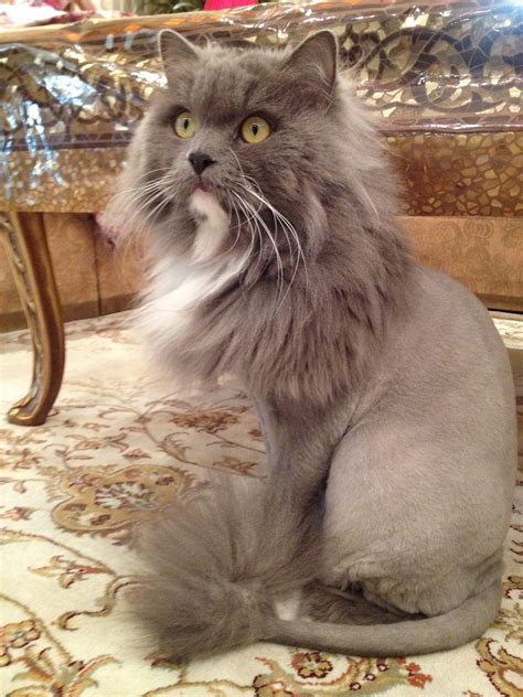 Blue Persian Cat Lion Cut