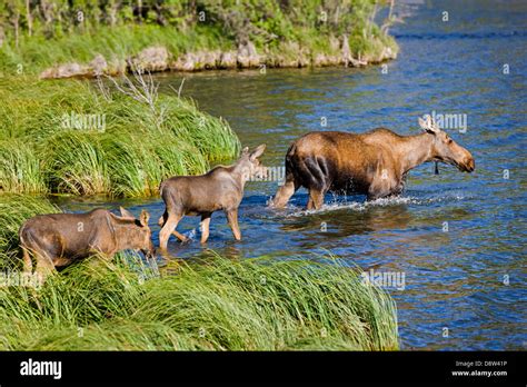 Female Moose and two calves swimming in the Town Lake, Chitina, Alaska ...