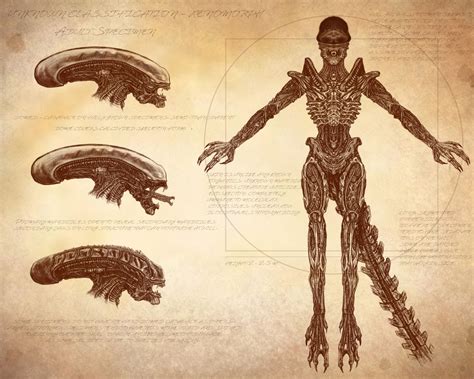 Xenomorph Anatomy, Eric Sanders on ArtStation at https://www.artstation.com/artwork/moXr1 ...