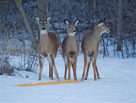 Deer Corn Stock Photos, Pictures & Royalty-Free Images - iStock