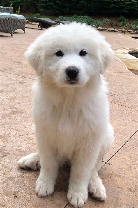 Charlotte North Carolina Great Pyrenees Puppies — Montgomery Sheep Farm | Great pyrenees puppy ...