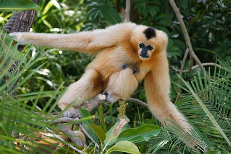 Gibbon Experience in Laos 2024-2025 - Rove.me