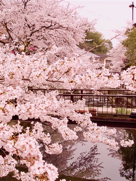 A River of Blossoms: Springtime in Kinosaki - Out of Town Blog