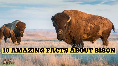 Unbelievable Facts About the Bison: Uncover the Top 10! - YouTube