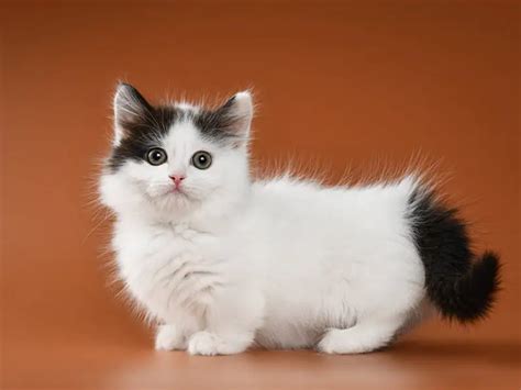 Meet 5 breeds of cats that stay small and beautiful - Últimas Noticias
