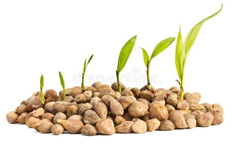 Palm Oil Seeds and Seedlings. Stock Image - Image of farm, ideas: 25494025