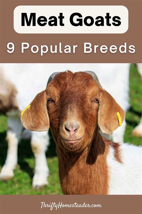 Meat Goats: 9 Popular Breeds | LaptrinhX / News