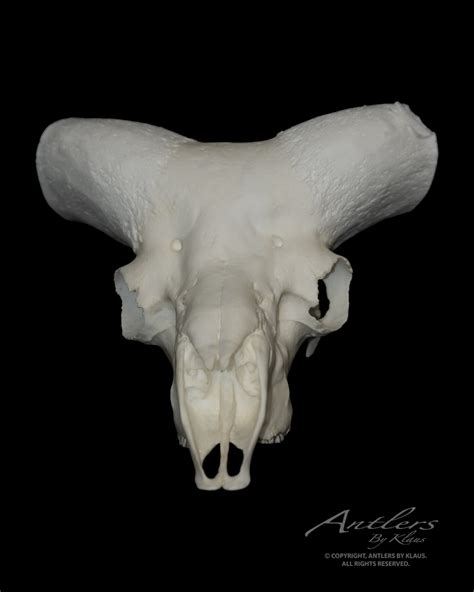 Argali Sheep Skull - Antlers by Klaus