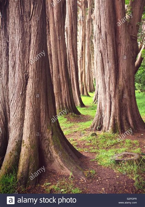 Large tree trunks for sustainable timber wood. Thinking about the environment and deforestation ...