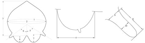 Morphological parameters measured on udder and teats: udder ...