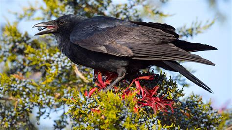 American Crow | Audubon Field Guide