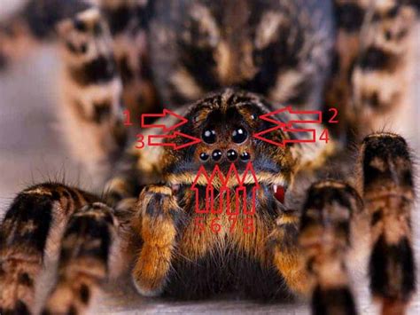 Are Tarantulas Blind? | ThePetFAQ