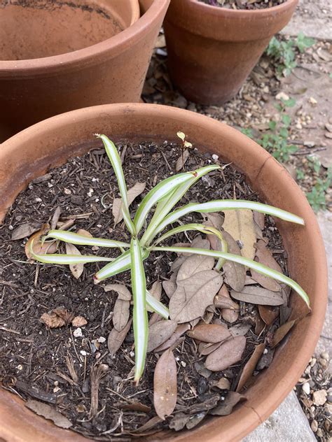 Two years later, this airplane plant propagation is stalled: roots are extensive, but the leaves ...