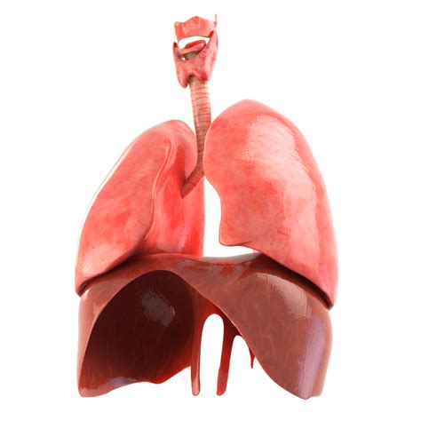 3d realistic human lungs animation