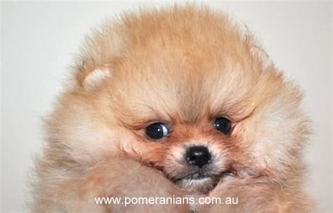 Teacup Pomeranian Breeders Perth - Pets Lovers