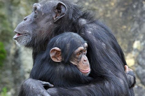 Chimpanzee | Animaux, Gorille, Singe