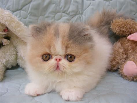 Welcome To ShadowOak Persians | Cats, Cutest cats ever, Persian cat