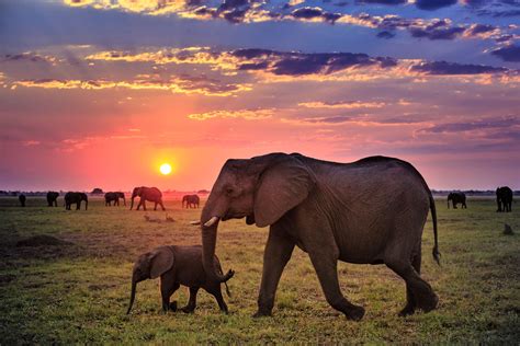 Elephants Abound on a Southern Summer Safari