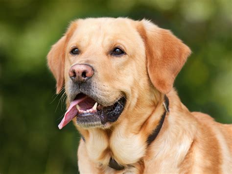 10 Best Service Dog Breeds [Most Trainable Breeds to Look For]