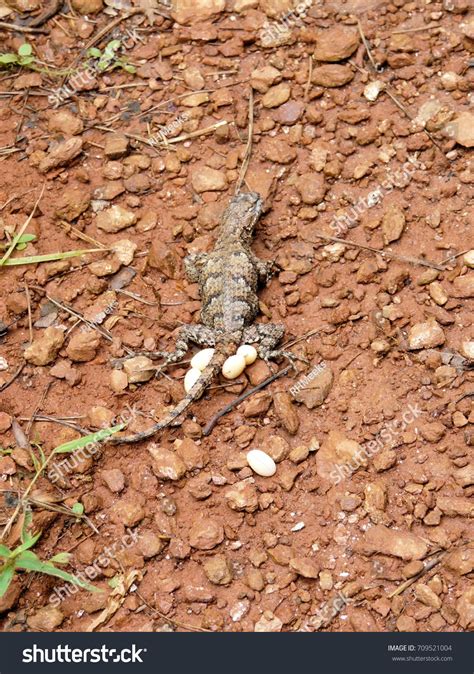 Eastern Fence Lizard Laying Eggs On Stock Photo 709521004 | Shutterstock