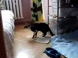 Cat GIF - Find & Share on GIPHY