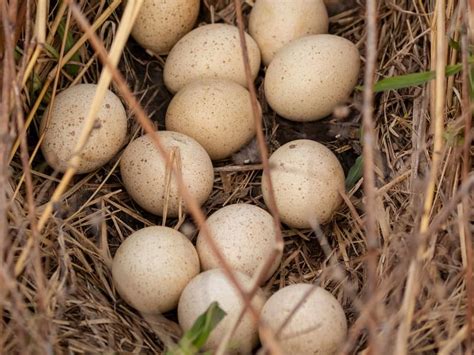 Wild Turkey Nesting (Behavior, Eggs + Location) | Birdfact