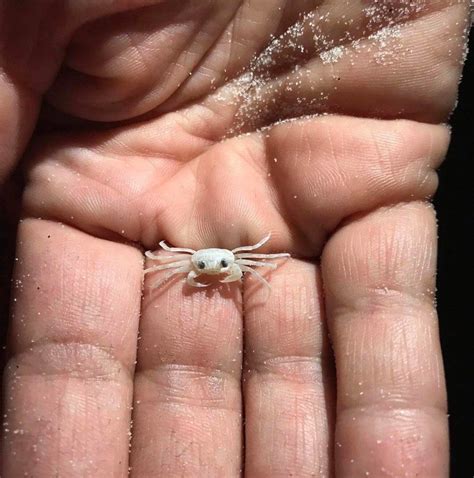 Baby ghost crabs are really tiny : aww | Ghost crab, Baby ghost, Baby crab