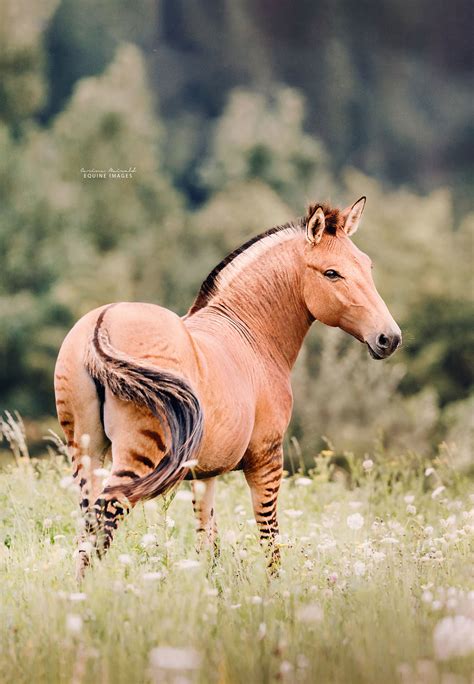 I Took Photos Of A Zorse – The Hybrid Most People Don’t Know Exists (10 Photos) | LaptrinhX