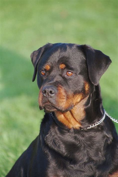 Pin by Carolyn Larsen on Rottweiler | Dog training, Rottweiler puppies, German rottweiler