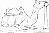 Camel Safari Coloring Page  Free Pages sketch template