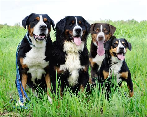 Entlebucher Mountain Dog - Puppies, Rescue, Pictures, Information ...