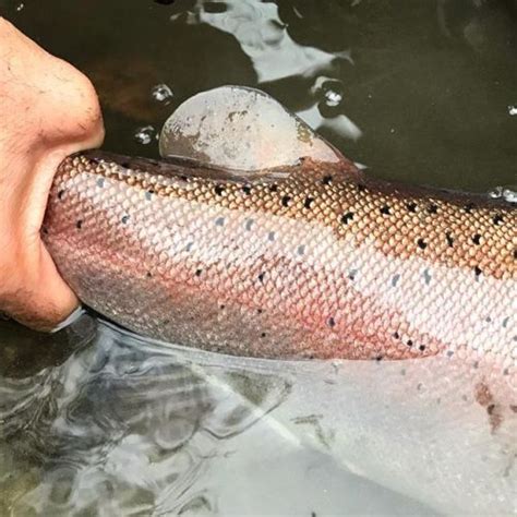 @aosfishing: Thats a massive adipose fin #itonlycountsonfly... @aosfishing: Thats a massive ...