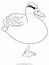 Yellow Duck Coloring Page sketch template