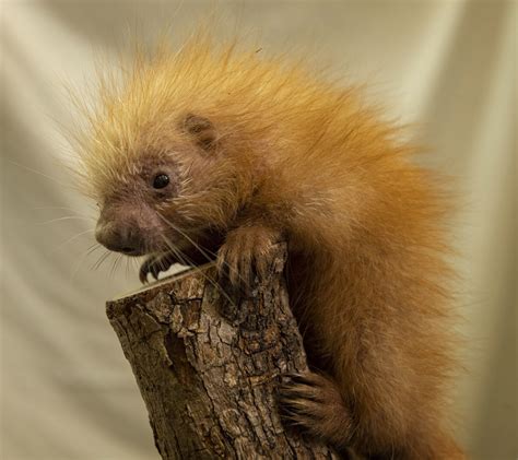 Animal Kingdom le da la bienvenida a una cría de puercoespín - National Geographic en Español