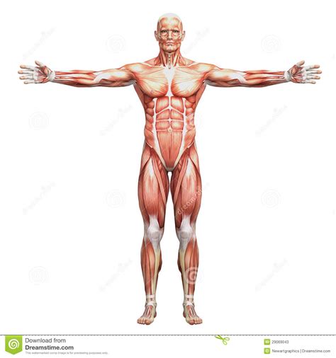 Human Muscles Anatomy Human anatomy - male muscles