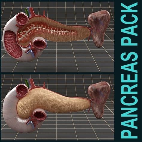 9 Ideas For Pancreas 3d Model Free Download - Lvbags Mockup