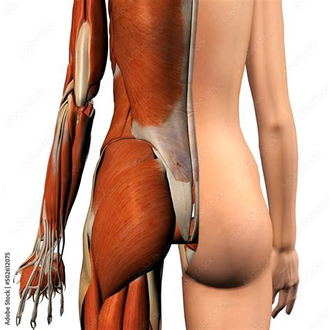 Cross-section anatomy of female buttocks and back muscles Stock Illustration | Adobe Stock