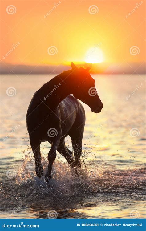 Black horse at sunset stock photo. Image of nature, dawn - 188208356