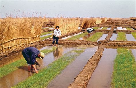 Ancient Chinese People Farming