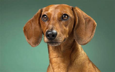 Wiener Dog Wallpapers - Top Free Wiener Dog Backgrounds - WallpaperAccess