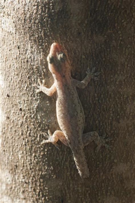 Common House Gecko Facts and Pictures