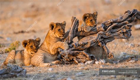 Adorable and cute Lion Cubs playing with log — tourism, nature - Stock Photo | #232423296