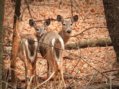 Premium Photo | Momma deer and yearling fawn in the woods