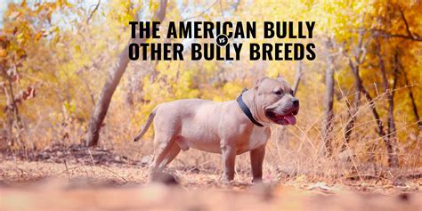 What Is Considered A Bully Breed - vrogue.co