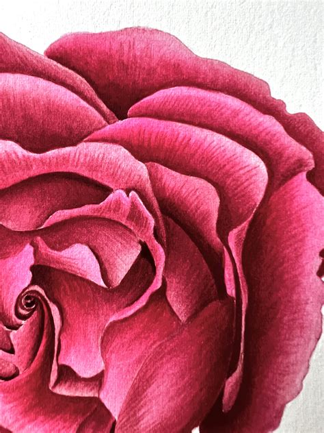 Open Rose Flower Original Watercolor Painting - Etsy