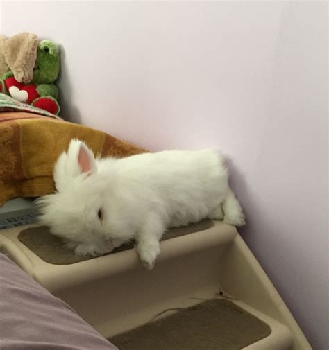 Sleepy Babi : Rabbits