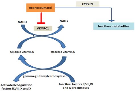 Vitamin K cycle and mode of action of acenocoumarol adopted by Fabien ...