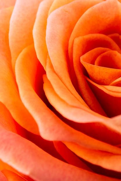 Free Photo | Details of orange rose petals